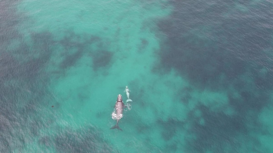 Hình ảnh cá voi bạch tạng hiếm gặp chơi đùa ở ngoài khơi Australia